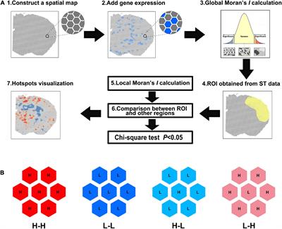 Detection of differentially expressed genes in spatial transcriptomics data by spatial analysis of spatial transcriptomics: A novel method based on spatial statistics